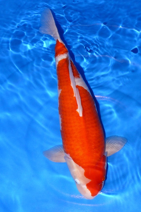 kohaku 711529