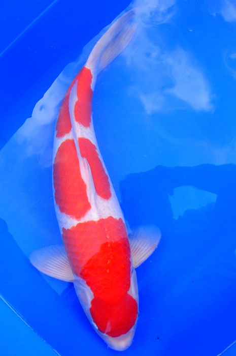 sandan kohaku 711533