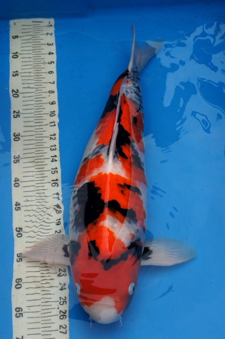 Tategoi showa 711546