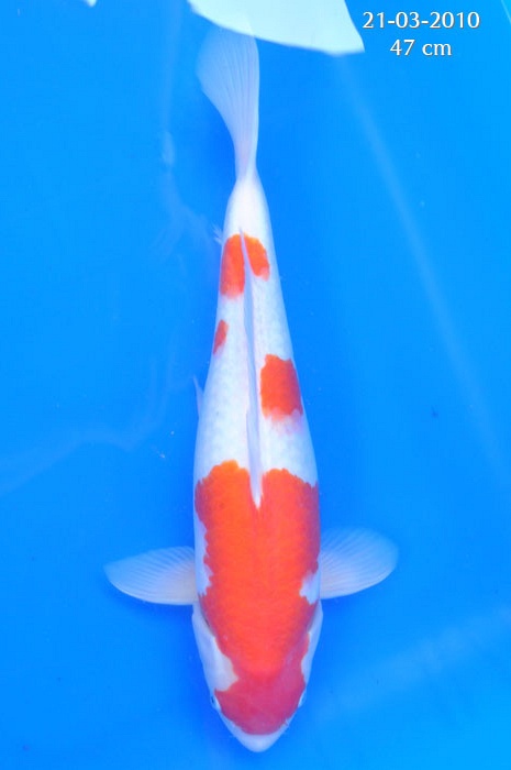 Kohaku 804600