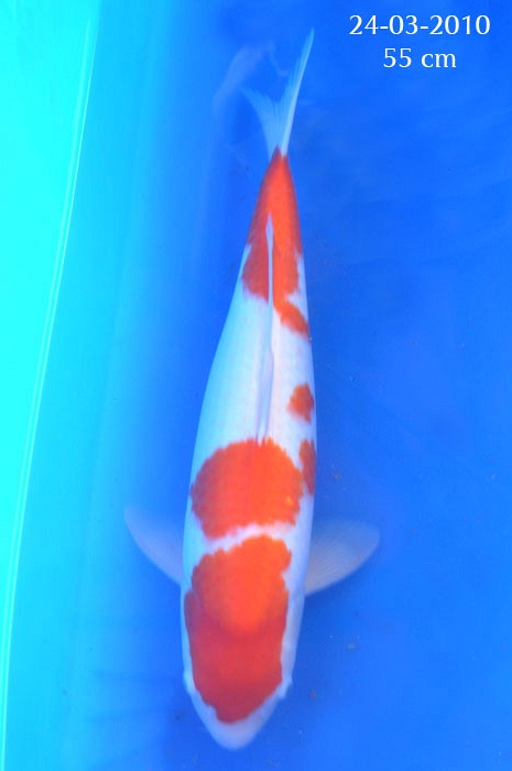 kohaku 804602