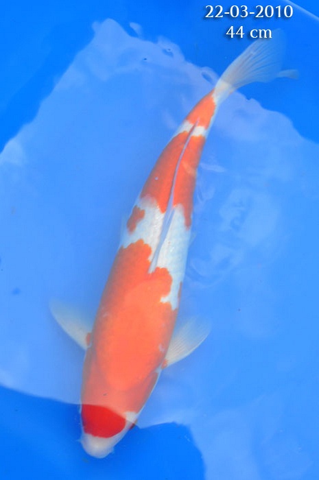 Kohaku 804603