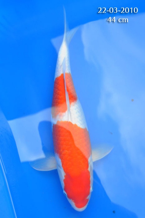 Nidan kohaku 804604