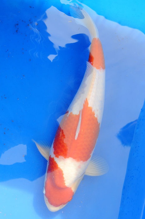 kohaku 804610