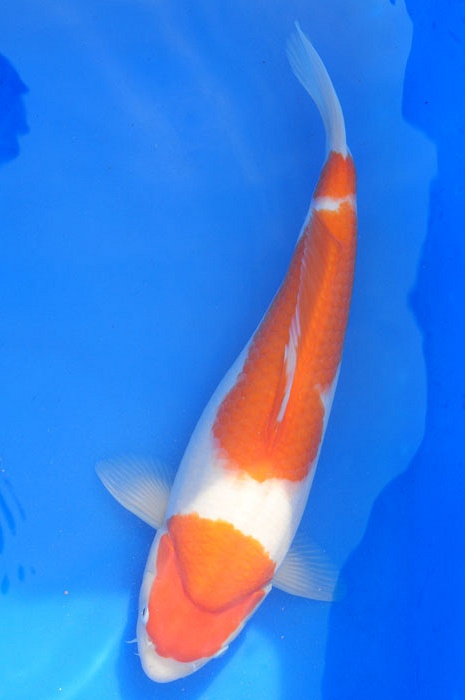 sandan kohaku 804613
