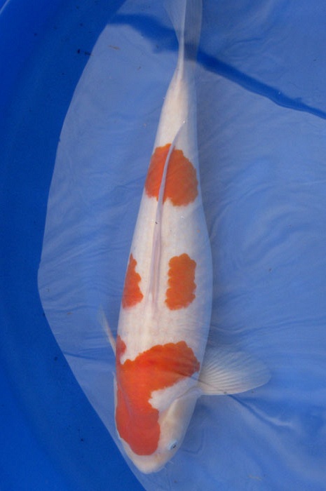 kohaku 805003