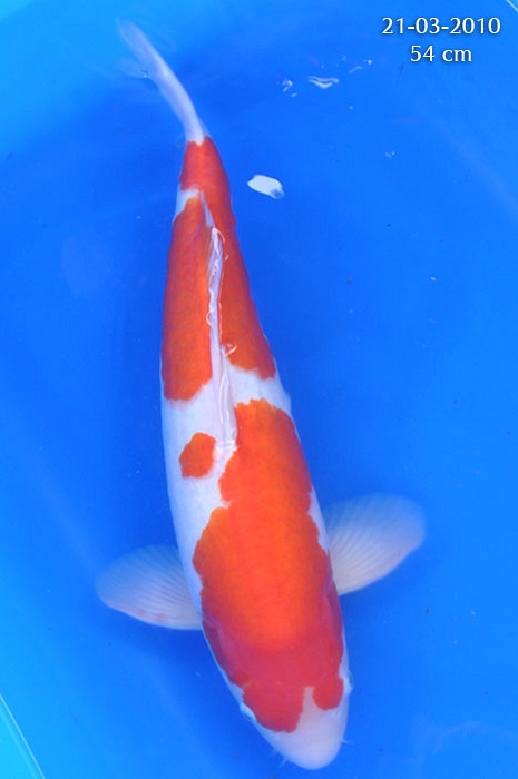 kohaku 810061