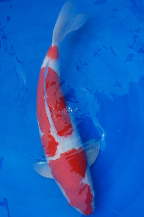 kohaku 810063
