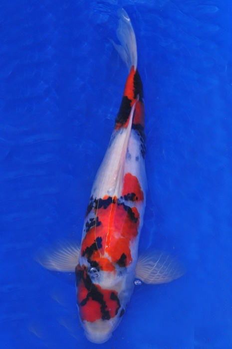Dainishi Showa 903009