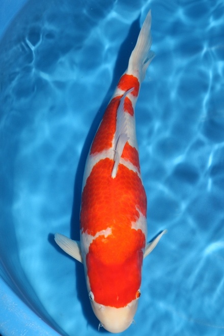 kohaku 903054