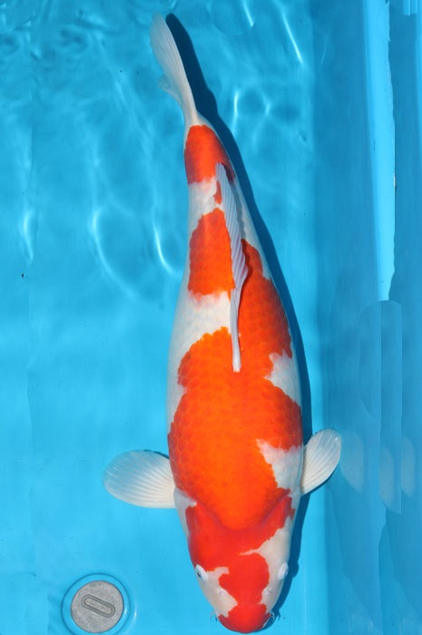 Skitstsuke 903056