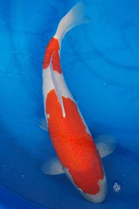 Nidan kohaku 903073