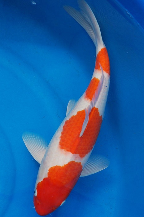 yondan kohaku 903074