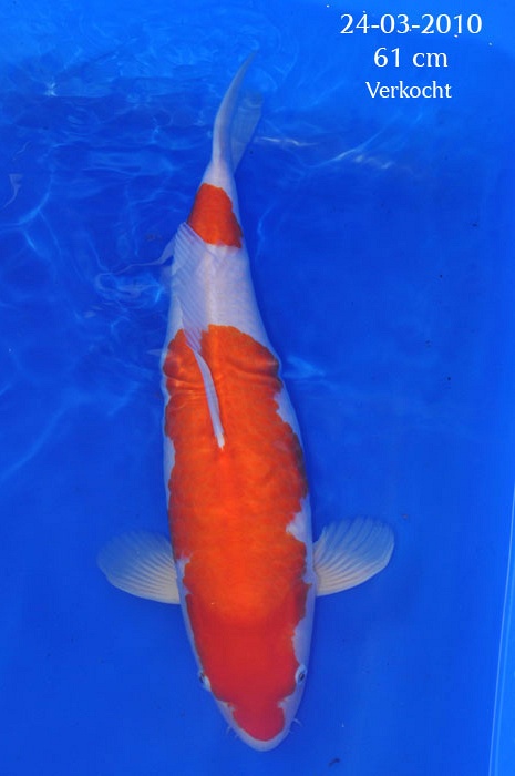 Nidan kohaku 903077