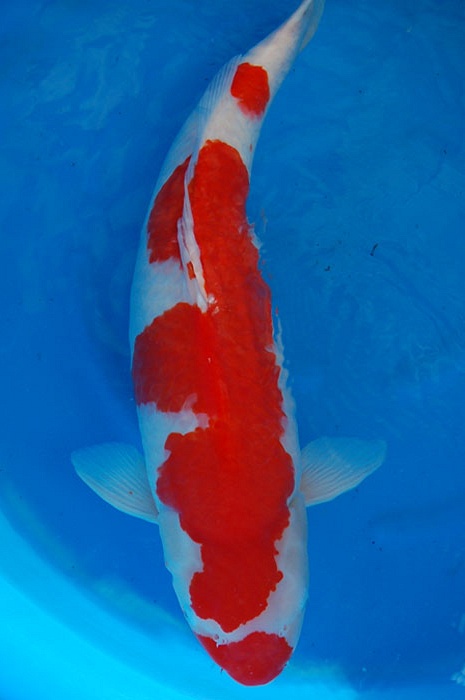 Kuchebeni kohaku 903104