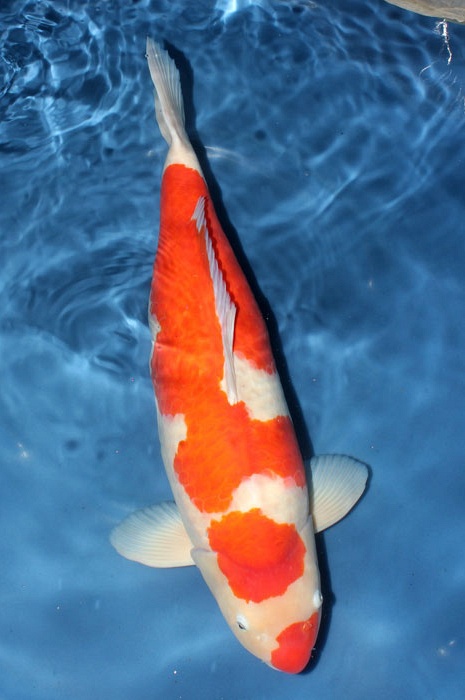 Kuchebeni Maruten Kohaku 903113