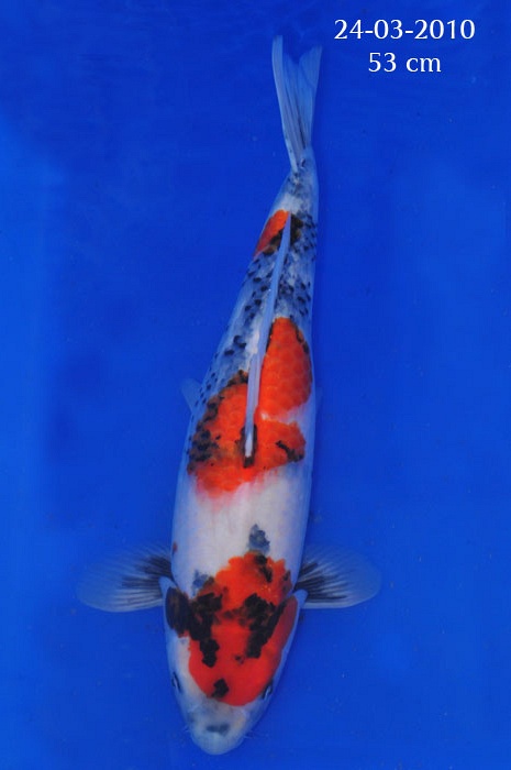 Dainishi-Mako bloedlijn 904237
