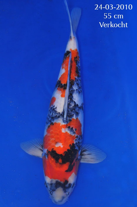 Dainishi Mako bloedlijn 904242