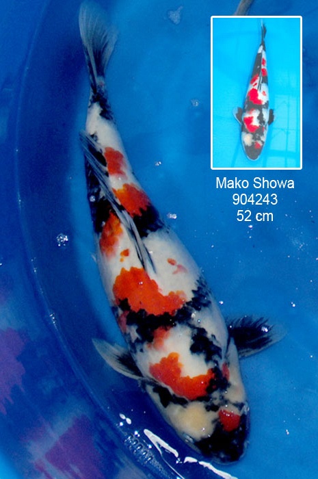 showa 904243