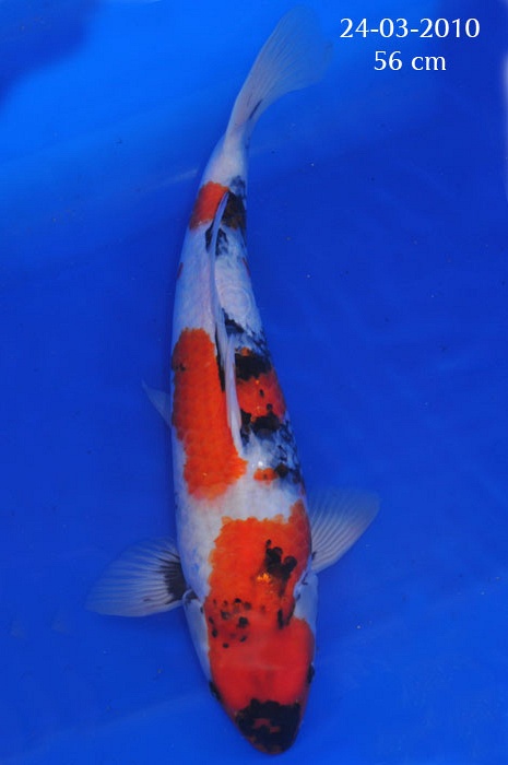 Dainishi Mako bloedlijn 904250