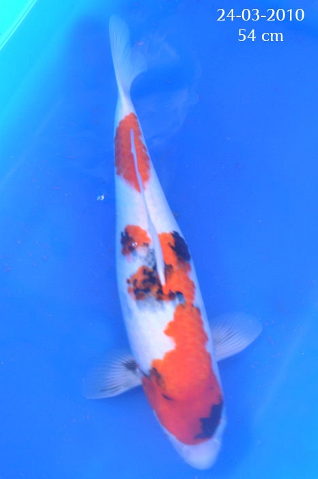 Dainishi Mako bloedlijn 904252