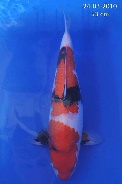 Dainishi Mako bloedlijn 904256