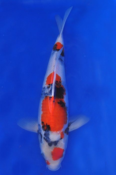 Dainishi Mako bloedlijn 904268