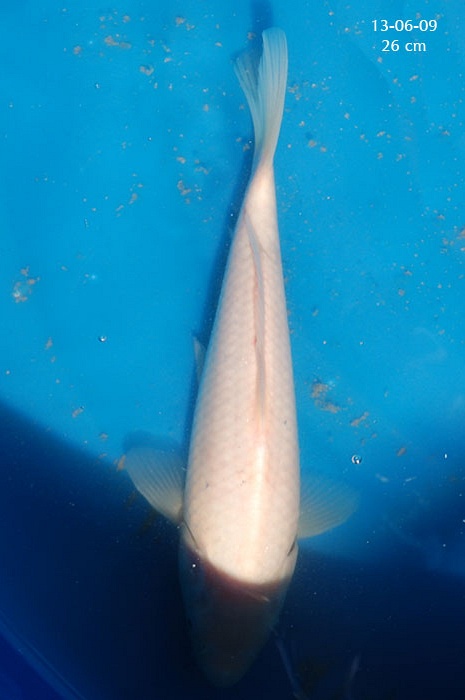 Kohaku waarvan het rood is verdwenen. 904905