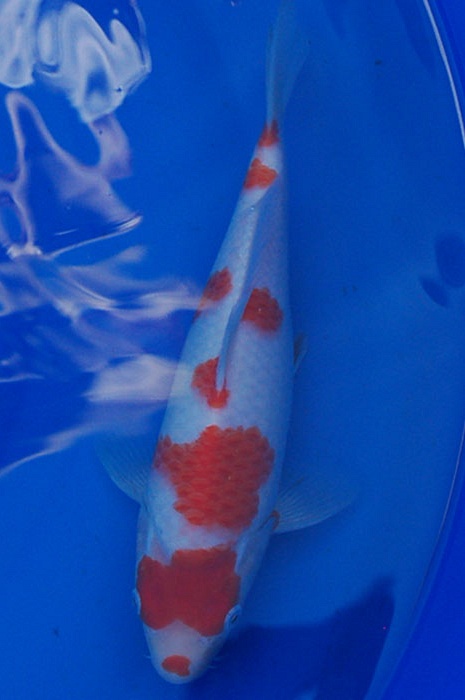 kohaku 908026
