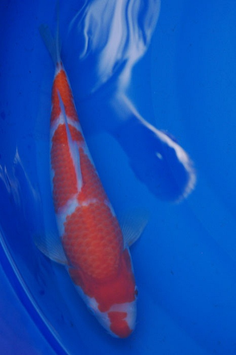 kohaku 908030