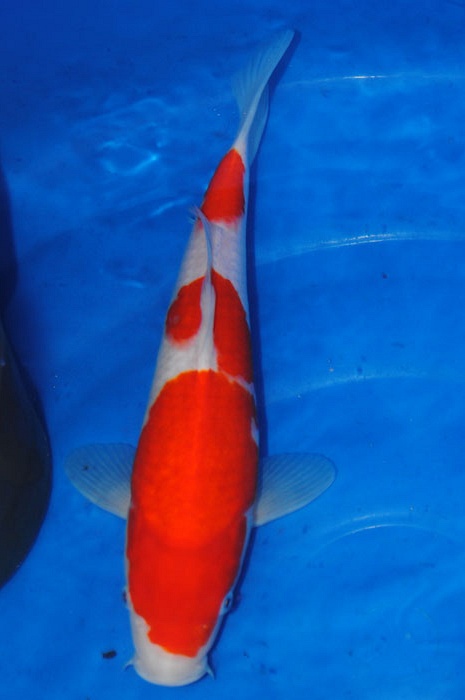 Sandan Kohaku Tategoi 911038