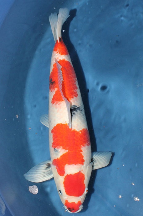 Tategoi kindai showa 912001