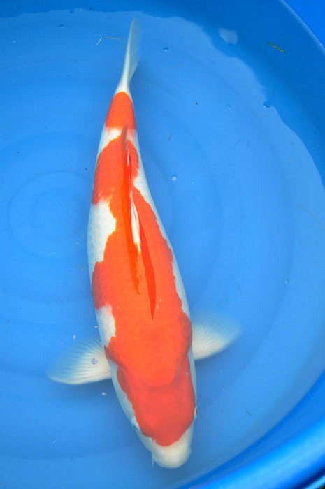 kohaku 912007