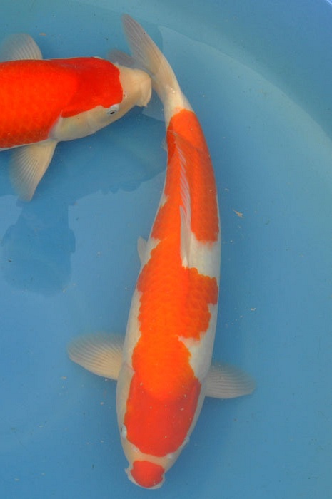 kuchebeni kohaku 912008