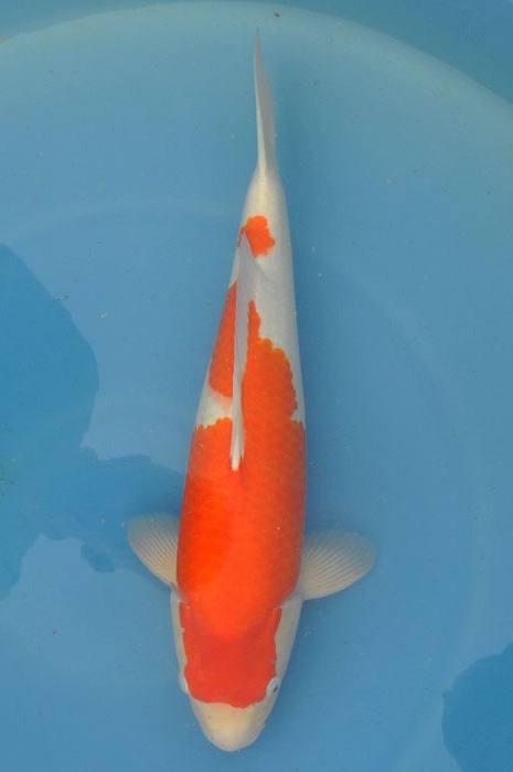 kohaku 912009
