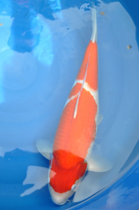 kohaku 912010