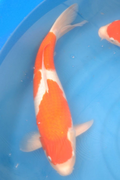 kohaku 912011