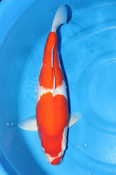 kuchebeni kohaku 912012