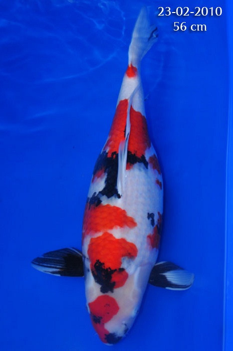 kindai showa 912014