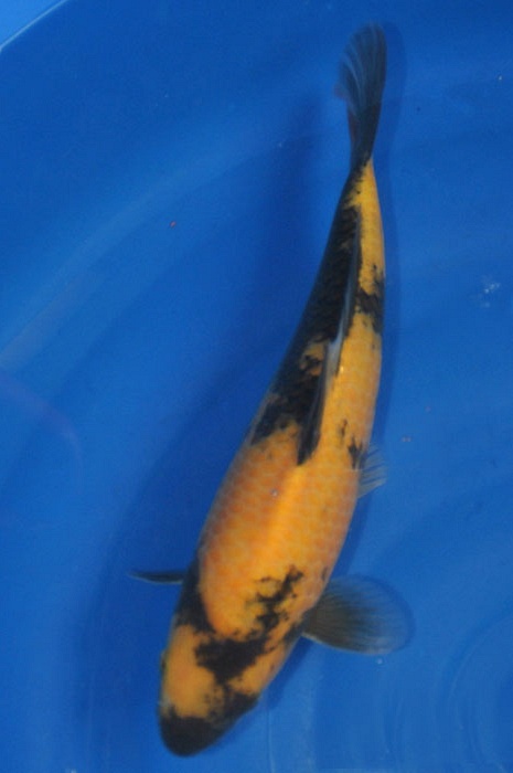 ki utsuri 912025