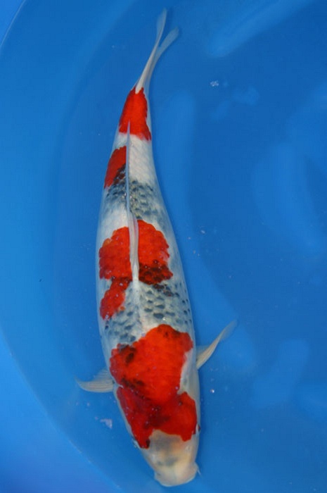 Tategoi Showa 912032