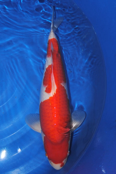 kohaku 912040