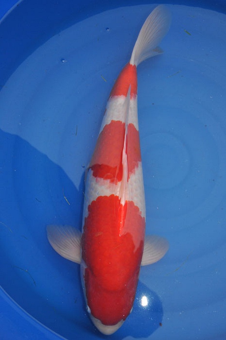 sandan kohaku 912041