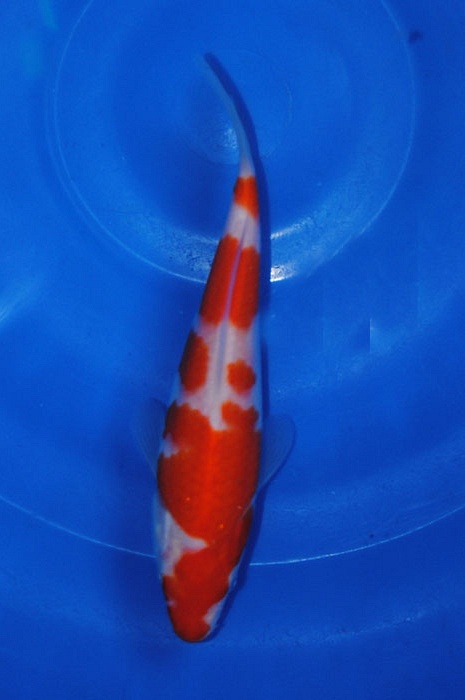 kohaku 912049