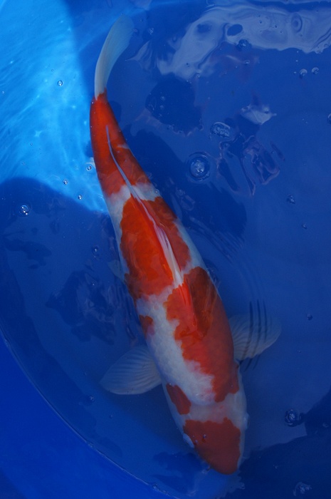 kohaku 912051