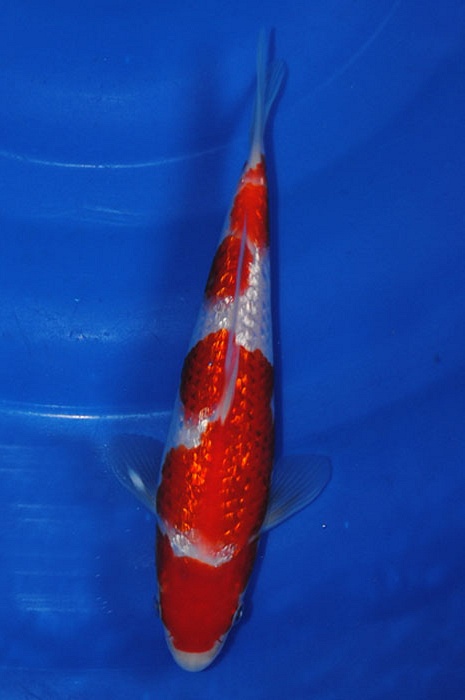 ginrin kohaku 912052