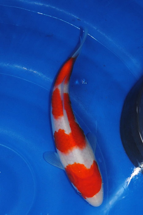 yondan kohaku 912059
