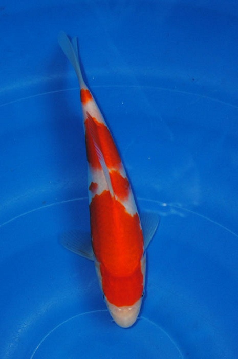 kohaku 912067