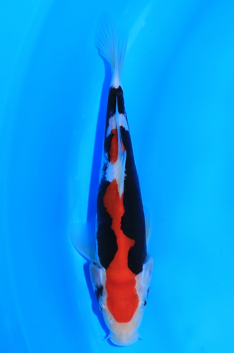 Beni Kumonryu BK-OPN-03170