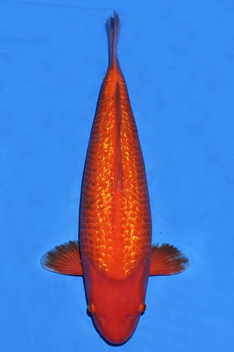 ginrin benigoi GI-V16-11103